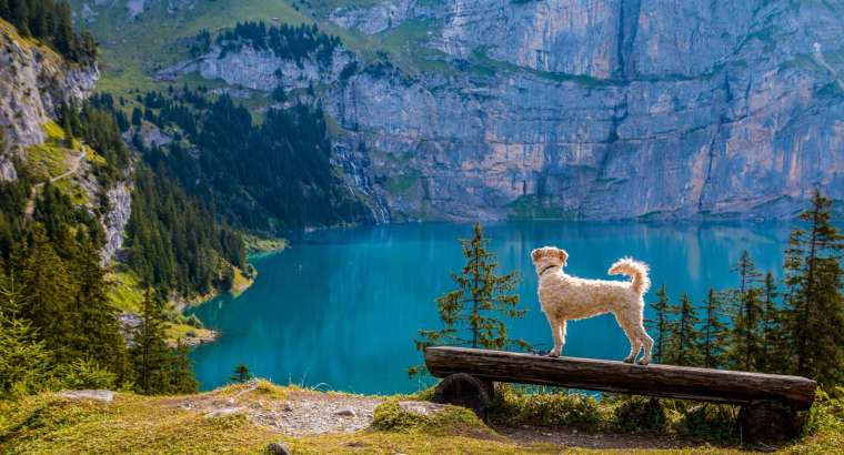 6 Spring Adventures to Do with Your Dog