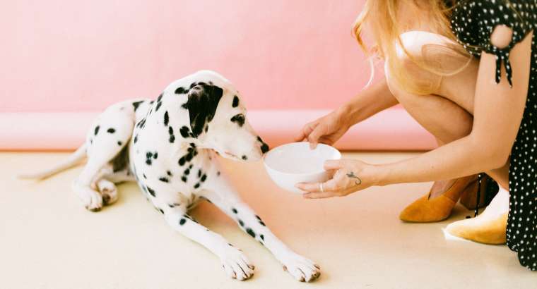 How often should you wash your dogs bowls? – Hillsborough NJ