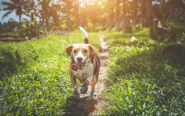 How to Prevent Fleas & Ticks on Dogs – Hillsborough NJ