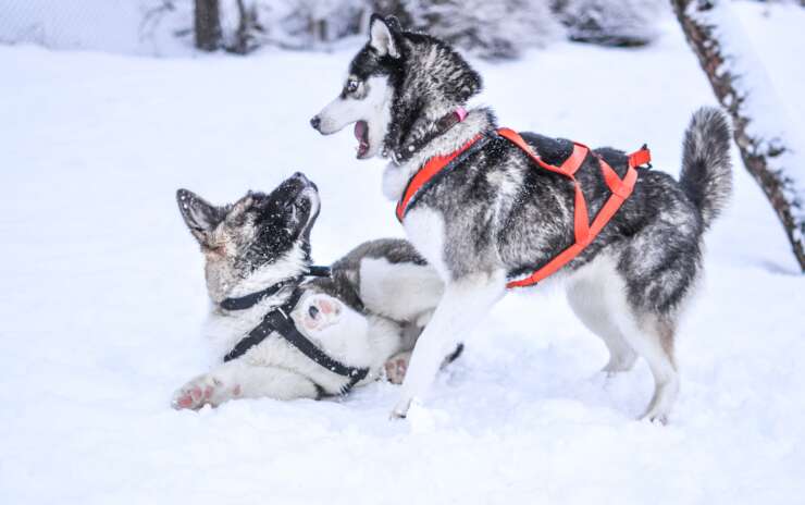 Winter Activities for Dogs – Hillsborough NJ
