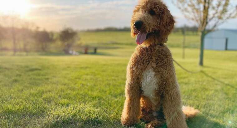 How Often Should You Groom Your Doodle? – The Ultimate Guide